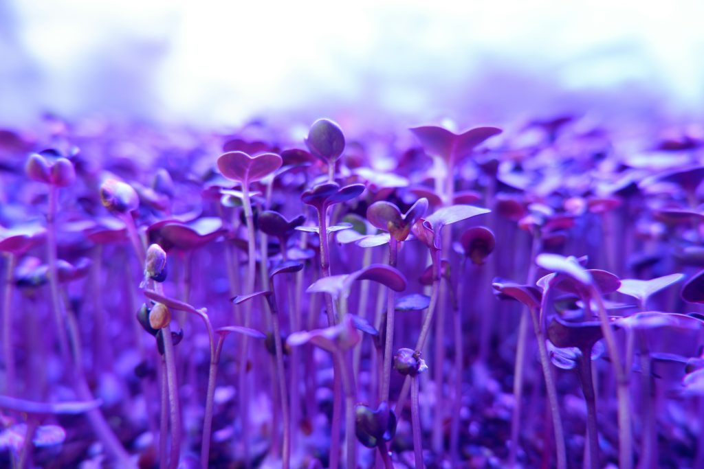 Field of purple plants growing