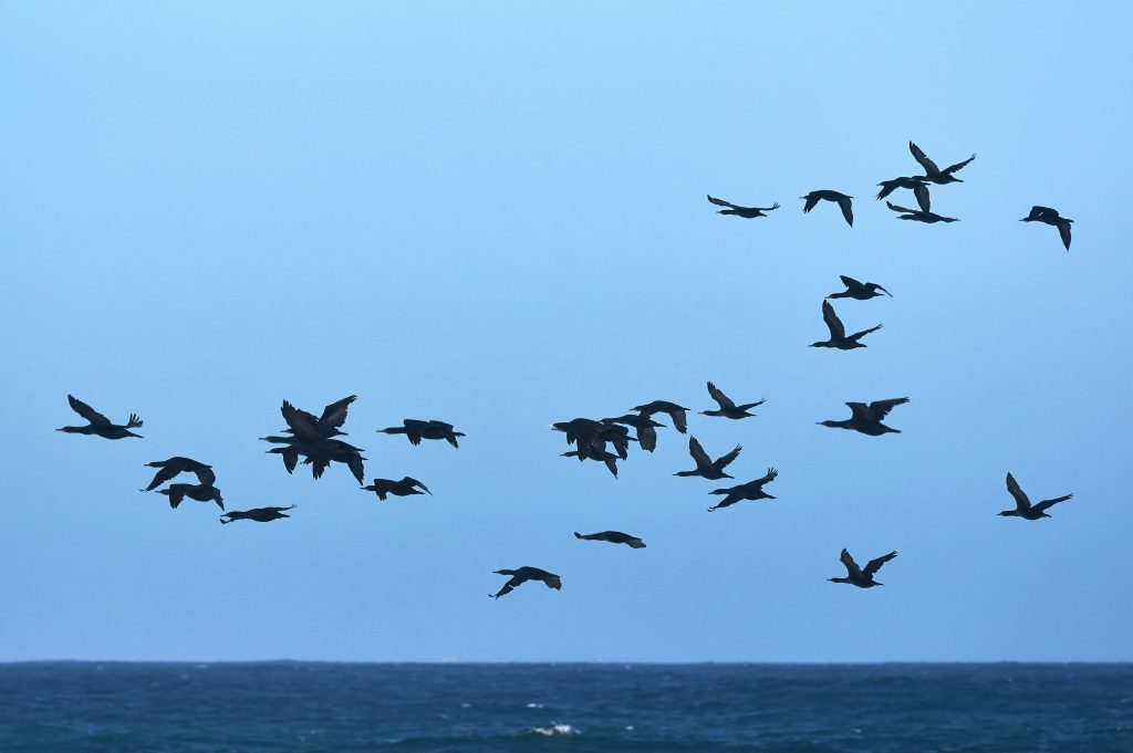 Picture of bird migration over water. Brand narrative integration enables faster, smoother systems migration - shortening the time to value
